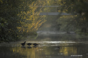 PHOTO Patrick AGRAIN (Alsace)