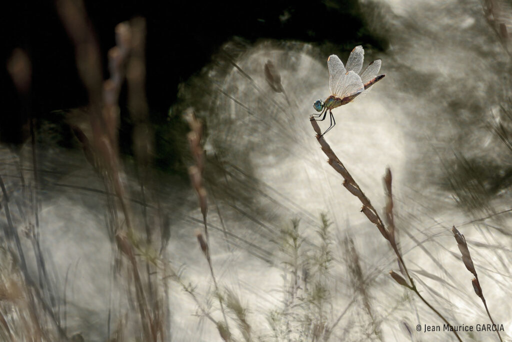 PHOTO Jean Maurice GARCIA (Bouches du Rhône)