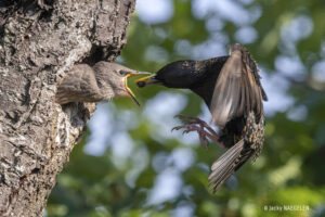 Photo Jacky NAEGELEN (Alsace)